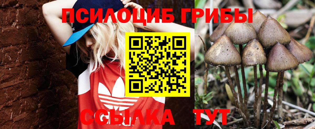 Галлюциногенные грибы Psilocybine cubensis Сосновоборск